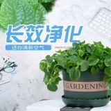 Лекарственная травяная травяная горшка в внутреннем растении Новые дома зеленые растения, чтобы прокормить четыре сезона висящей орхидеи гостиной гостиной цветочный монета репеллент