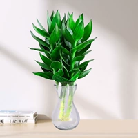 3 бамбука Гуаньинь (ваза с гиацинтами) + питательный раствор