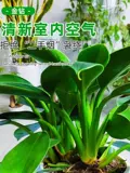 Золотая бриллиантная грудь -платительная крупная зеленая зеленая принцесса зеленый укроп Гидропонный растение Внутреннее зеленое растение Зеленые растения можно сохранить для удаления формальдегида четыре сезона вечнозеленые