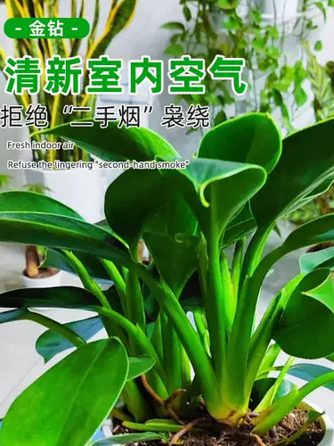 Золотая бриллиантная грудь -платительная крупная зеленая зеленая принцесса зеленый укроп Гидропонный растение Внутреннее зеленое растение Зеленые растения можно сохранить для удаления формальдегида четыре сезона вечнозеленые