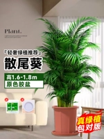 [Доставка до двери] 10 качественных подсолнухов с хвостиками высотой 1,6-1,8 метра★Оригинальные пластиковые горшки + поднос★[Доставка в горшках]