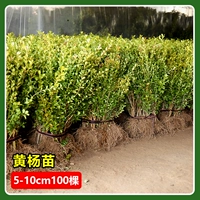 Саженцы самшита 5-10см (100 деревьев)