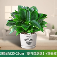 Питательный раствор, 20-25см