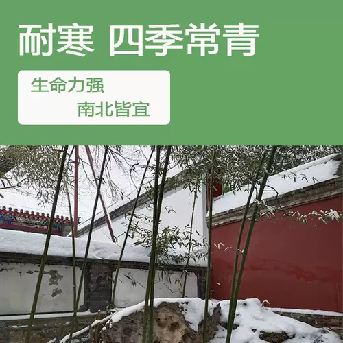 Золотые бамбуковые саженцы двор четыре сезона вечнозеленые пурпурные бамбуковые саженцы с зеленым бамбуком в северном холодном резистентном сеянке