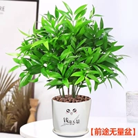 10 средств от комаров бамбука и кипариса + перспективные горшки [Горшечные растения лучше приносить без посадки] Бесплатное удобрение + керамзит