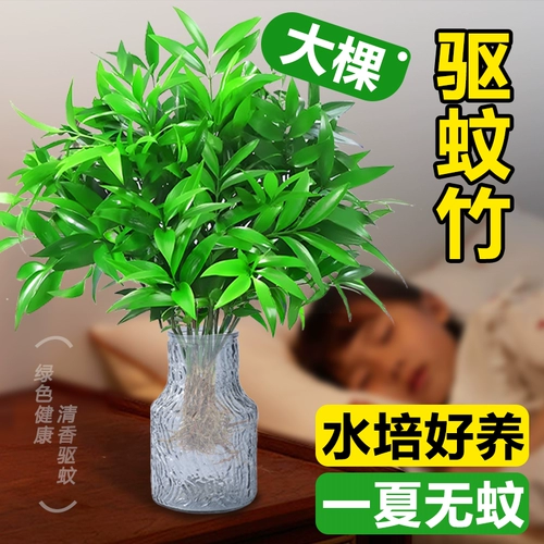 Гидропонные комары, бамбук и кипрессовый настольный настольный столик