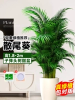 [Рекомендация горячей продажи] ⭐Высококачественный 10-летний подсолнечник, высота 1,8-2 метра★Горшок из смолы Bullet + бесплатный поднос [доставляется к вашей двери]