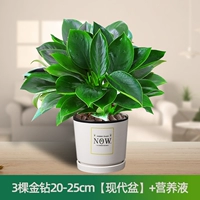 Современный питательный раствор, 20-25см