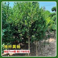 Самшит одноствольный, диаметр земли 7см, высота около 2м.