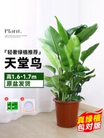 Оригинальный горшок Небесная Птица Высота 1,6-1,7 метра/от 7 до 8 до 8 [дверь доставки]