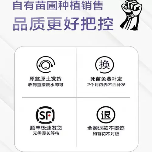 Золотые бамбуковые саженцы двор четыре сезона вечнозеленые пурпурные бамбуковые саженцы с зеленым бамбуком в северном холодном резистентном сеянке