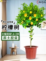 [Большая фруктовая лопающаяся корона] Оригинальный горшок около 1,6-2 метров, поверхность горшка коричневый шелк + удобрение