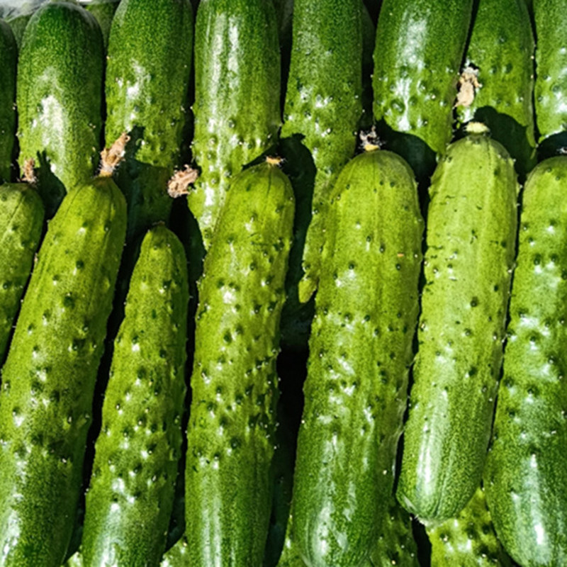 Northeast Small Green Melon Fresh Vegetables Now Removed Fruit Small Cucumber With Tingle Green Dry Cucumber 2 5 catties now off