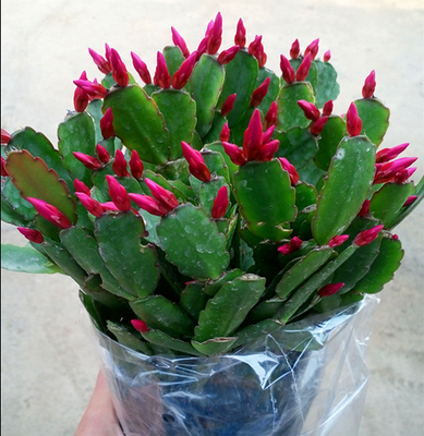 Crab claw Ranking large seedling with root shipping potted crab claw orchid Miao crab claw Lambonsai crab claw flowers in the bloom of the year 