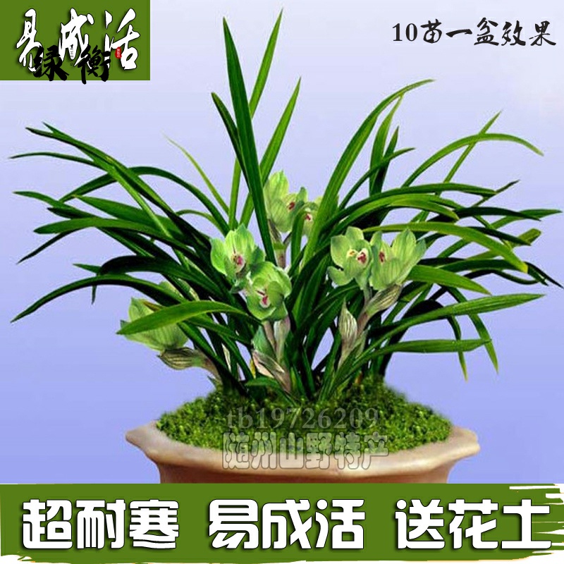 Orchid Miao with flower bud Potted plant Orchid indoors Green Planted Living Room Dwarf floral cymbrano Floral Cymbrano currant Aromatic Rant 