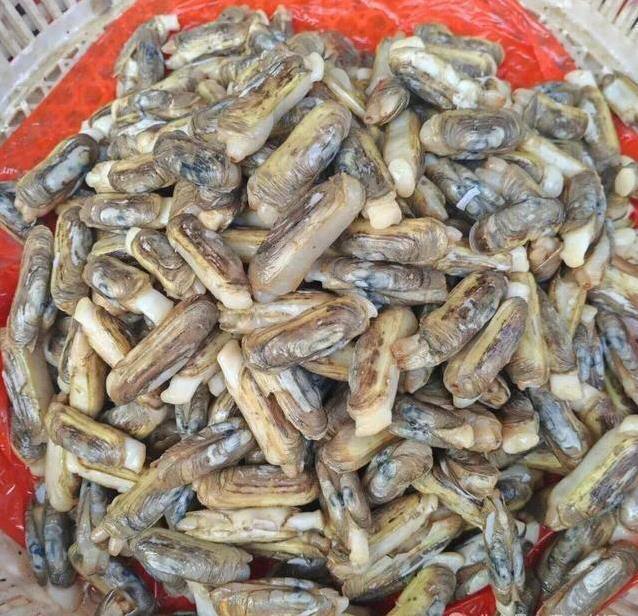 青岛三种蛏子你分清了 - 闲唠八卦 - 淘江湖
