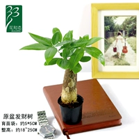 60#Дерево удачи (исключая горшки)