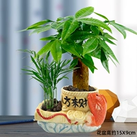 Восемь клыка Лай Кай (Дерево Фортуны+Кокос карман)