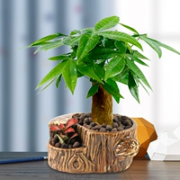 Пни деревьев (одиночные снимки, чтобы получить богатые деревья)