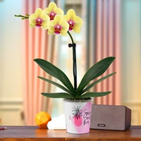 Phalaenopsis Grandrine+Polo Pot