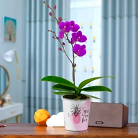 Phalaenopsis Full Sky Red+Polo Pot