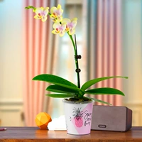 Phalaenopsis lanxiang Cloud+Polo Pot