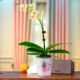 Phalaenopsis lanxiang Cloud+Polo Pot