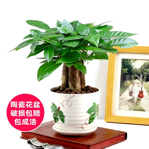 Дерево удачи Гидропонный зеленый цветок офис на рабочем столе