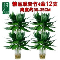 Гидропонный гуньян бамбук 4 горшок (12) (12)