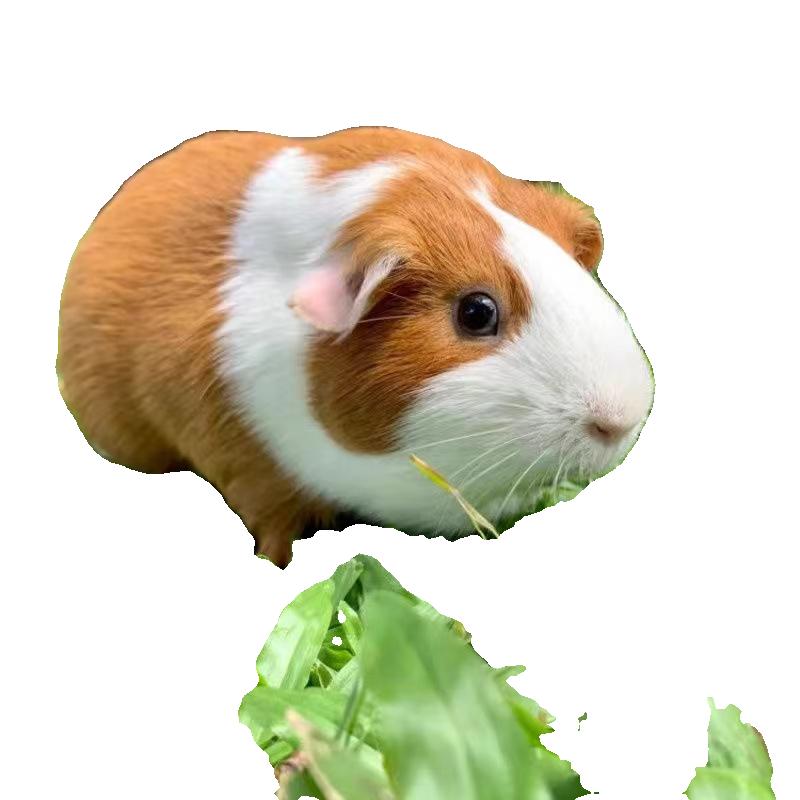 Пет-голландская свиная живущая в Нидерландах крыс иPinelon мышь голландский кролик дельфин белый дельфин мышь кролик живые детеныши вакцина