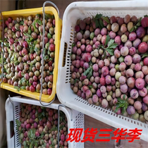 Authentic Money Farmhouse Sanhua Li Red Hearts Li Zi Fresh Acid Crisp Sweetness When Season Now Off Pregnant Women Love Fruit
