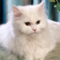 Shandong Linqing Lion Cat Cub Pure White Lion Cat Long-haired Mandarin Duck Lion Cat with Different Eyes Blue Eyes Yellow Eyes Lion Cat