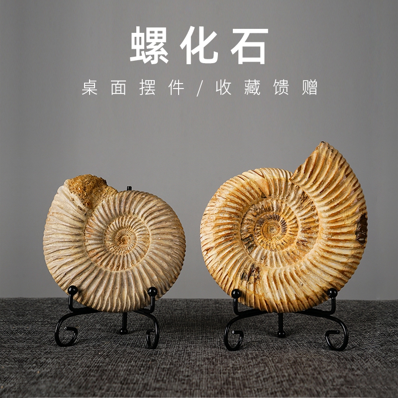 天然ヒトデの殻の化石の原石の装飾的なデスクトップの装飾品、アンモナイトのコレクション、ワインキャビネットの装飾品、手持ちのピース