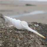 [Искусство улиток] Натуральная раковина белый ротор образец улитки с коллекцией средиземноморских украшений туристические сувениры