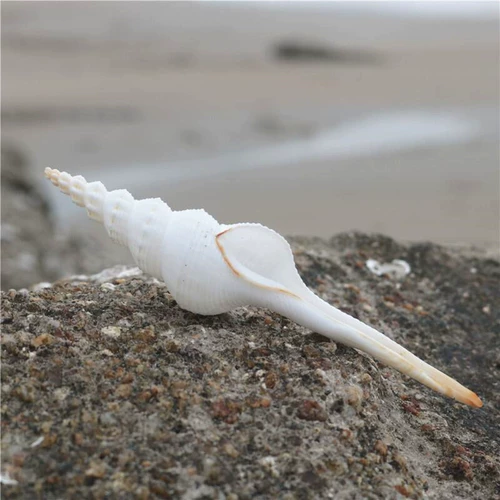 [Искусство улиток] Натуральная раковина белый ротор образец улитки с коллекцией средиземноморских украшений туристические сувениры