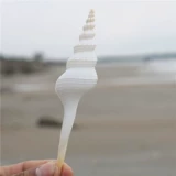 [Искусство улиток] Натуральная раковина белый ротор образец улитки с коллекцией средиземноморских украшений туристические сувениры