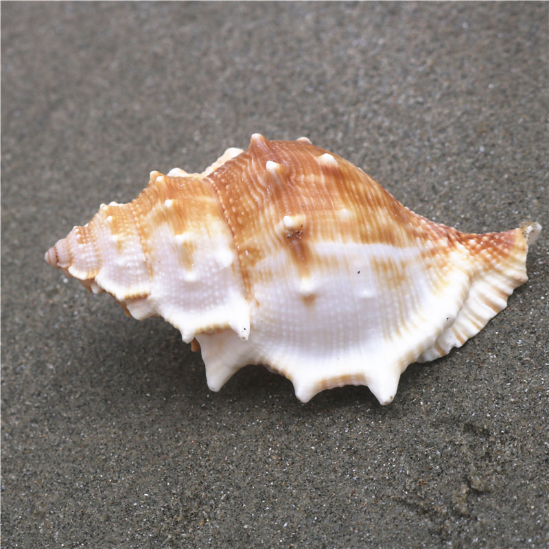 (snail art) sea snail shell sea cucumber snail water ethnic group view wedding home terrace Mediterranean shop window decoration