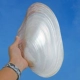 Big Pearl Single Shell 27-28 см