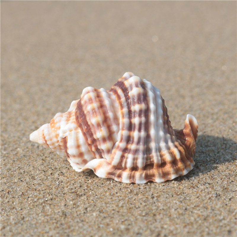 Natural Conch Shell Twisted Spiral Collectible Specimen Snail Mediterranean Home Window Decoration Fish Tank Landscape