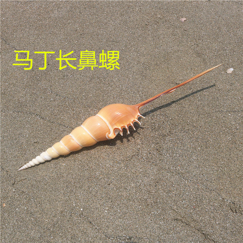 (Nut art) Martin long nose snail natural conch shell collection specimen home window decoration creative gifts
