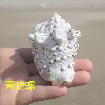 Natural shell conch Frog snail Home decoration shooting props collection creative gift specimen large shell