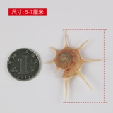 Натуральная раковина раковина длинные шипы Rarcation Редкий образец семиэтажный