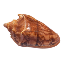 Princes vortex thick red screw mouth rare collection specimen grade ornaments natural conch shell vortex