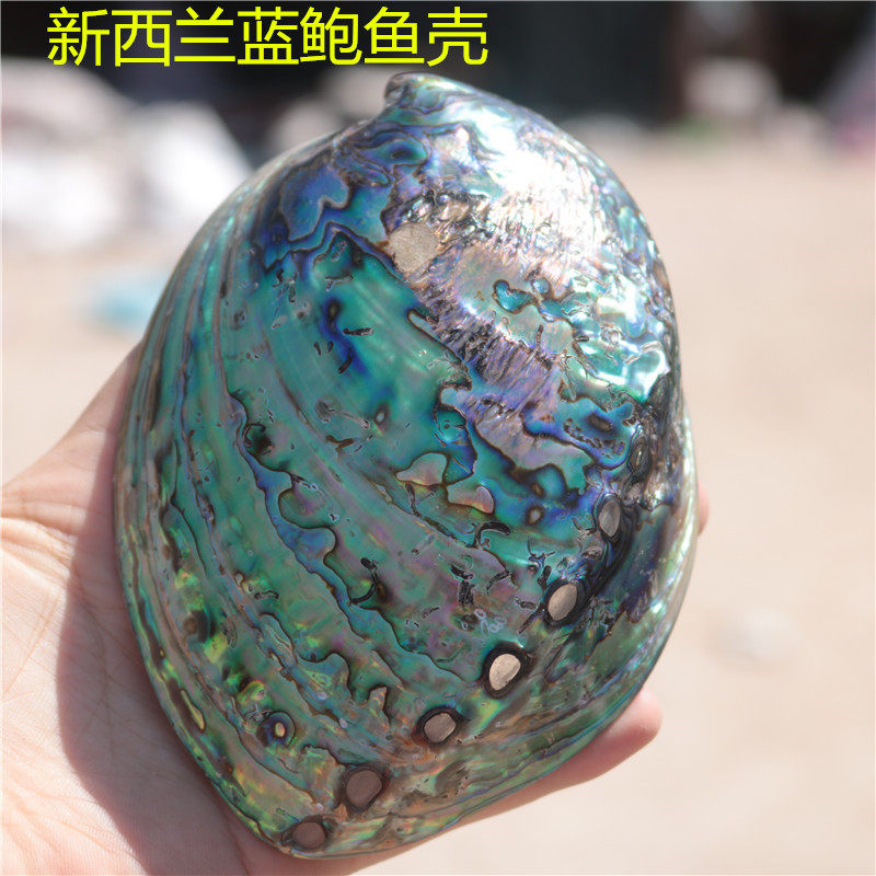 New Zealand pattern abalone shell home accessories conch shell fish tank aquarium creative ornaments fortune abalone shell