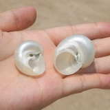 Зеленые улитки натуральная раковина для раковины домашнее крабовое оболоч