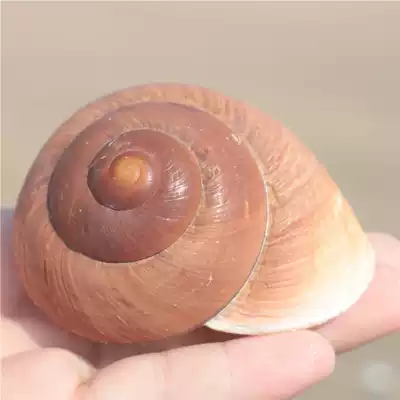 (Snail art) natural conch shell bread snail snail snail water fish tank landscape roll fish hermit crab for hermit crab