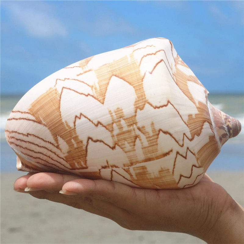 Snail art) natural conch shell landscape snail fish tank landscape floor decoration photography props
