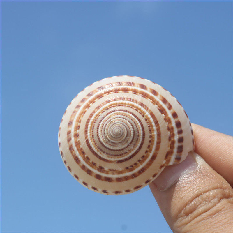 (Snail art) straw hat snail natural shell conch Mediterranean creative micro landscape drifting bottle fish tank wheel snail