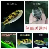 Тропическая рыба видит рыба -рыба рыба для пресноводной зоны домашнего животного водного жилья для подводной лодки рыбы, пропитанная рыба будет рассержена