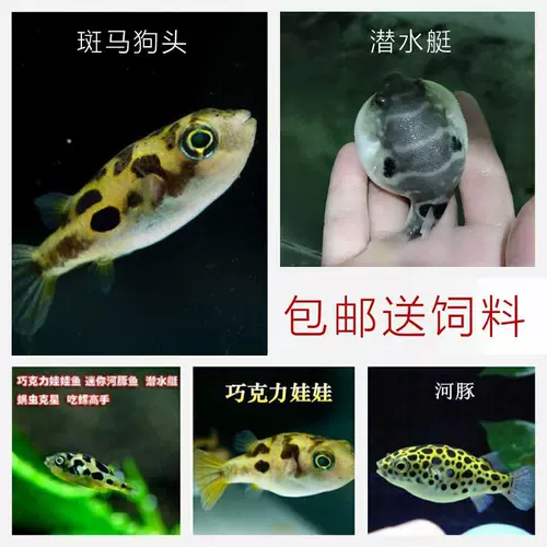 Тропическая рыба видит рыба -рыба рыба для пресноводной зоны домашнего животного водного жилья для подводной лодки рыбы, пропитанная рыба будет рассержена